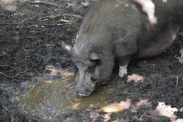 组织的资金 组织的资金